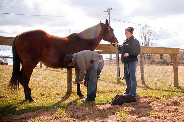 Millwood Animal Hospital | General Health